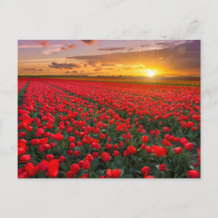 Bloemen   Botanische tuin Holland Briefkaart