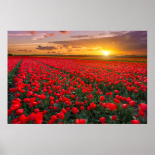 Bloemen   Botanische tuin Holland Poster