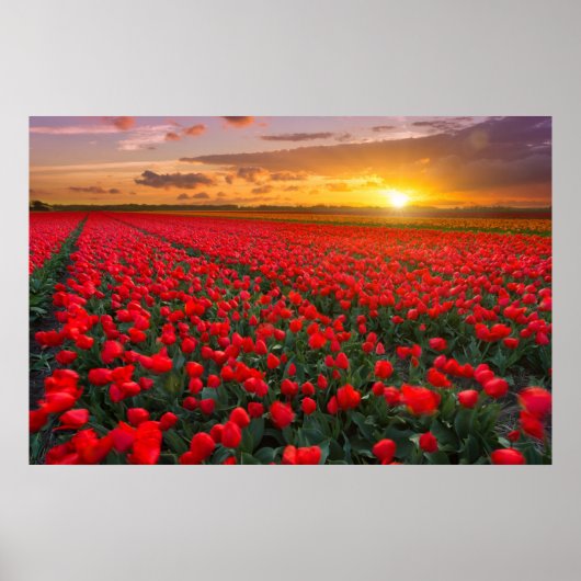 Bloemen | Botanische tuin Holland Poster (Voorkant)