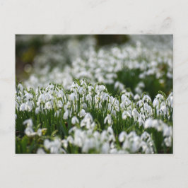 Bloemen Briefkaart