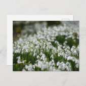 Bloemen Briefkaart (Voorkant / Achterkant)