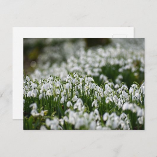 Bloemen Briefkaart (Voorkant / Achterkant)