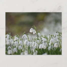 Bloemen Briefkaart