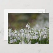 Bloemen Briefkaart (Voorkant / Achterkant)