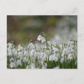 Bloemen Briefkaart (Voorkant)