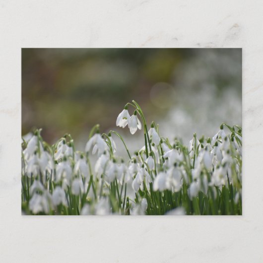 Bloemen Briefkaart (Voorkant)