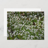 Bloemen Briefkaart (Voorkant / Achterkant)