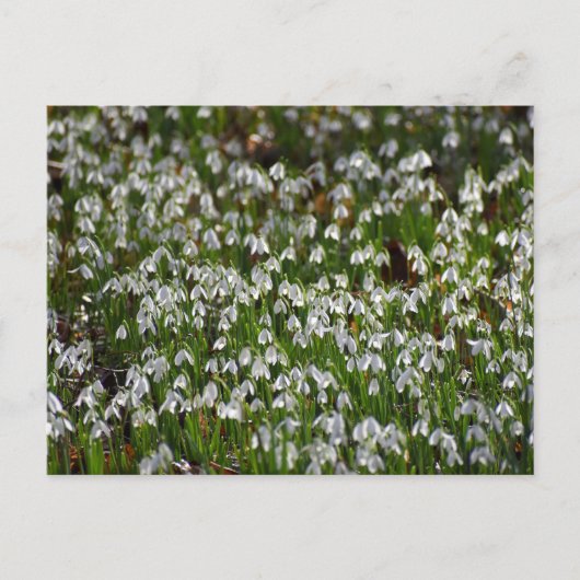 Bloemen Briefkaart (Voorkant)