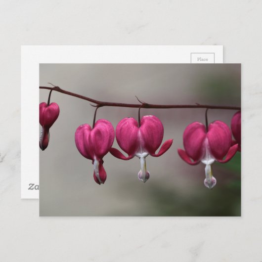 Bloemen Briefkaart (Voorkant / Achterkant)