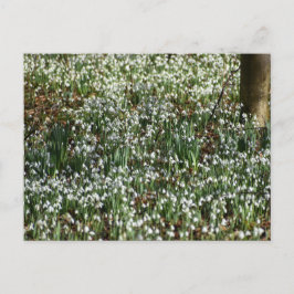 Bloemen Briefkaart
