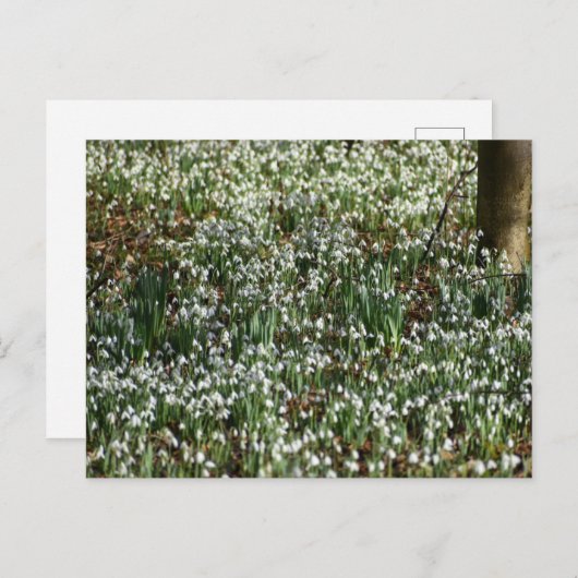 Bloemen Briefkaart (Voorkant / Achterkant)