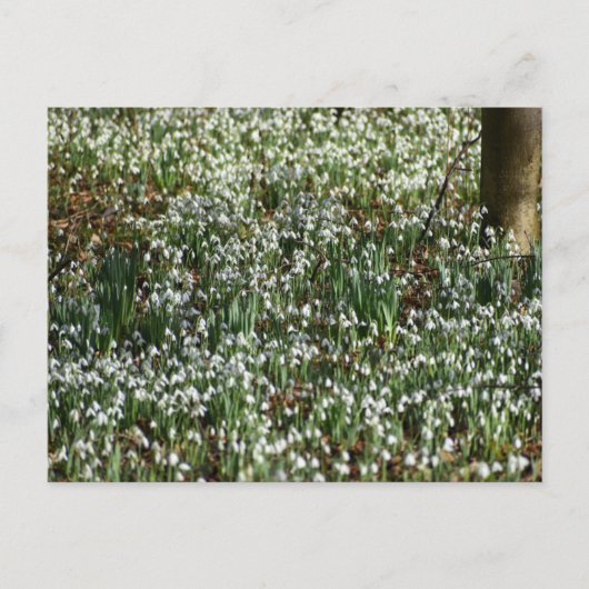 Bloemen Briefkaart (Voorkant)