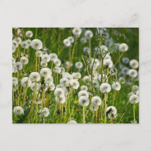 Bloemen Briefkaart