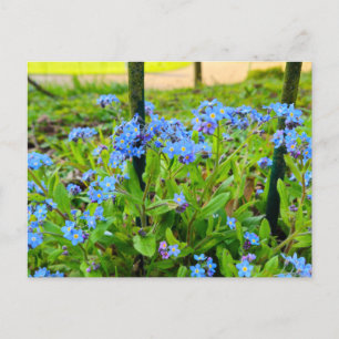 Bloemen Briefkaart