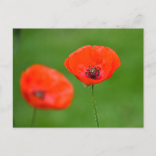 Bloemen Briefkaart