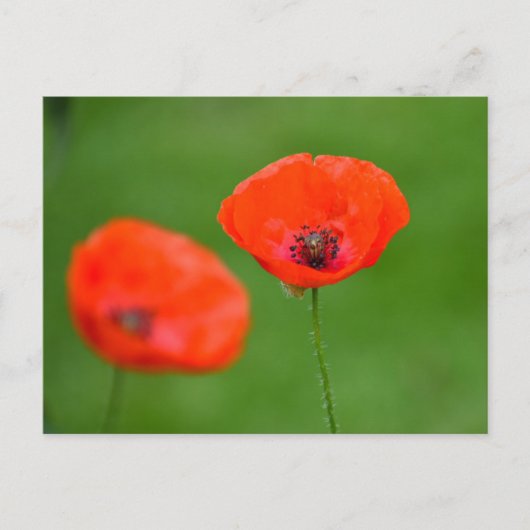 Bloemen Briefkaart (Voorkant)