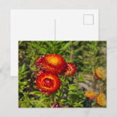 Bloemen Briefkaart (Voorkant / Achterkant)