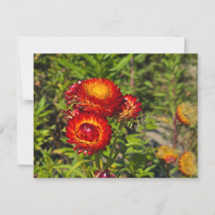 Bloemen Briefkaart