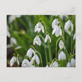 Bloemen Briefkaart