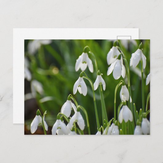 Bloemen Briefkaart (Voorkant / Achterkant)