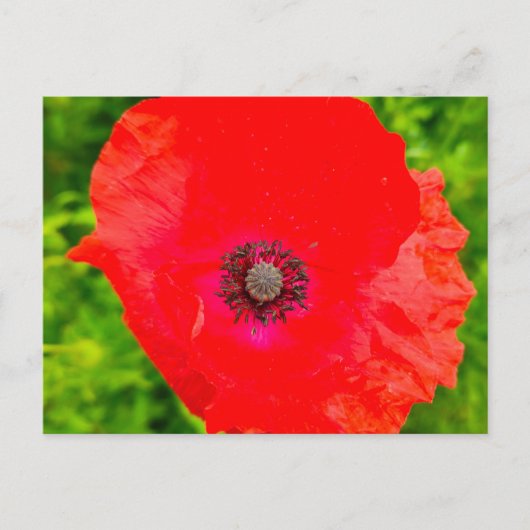 Bloemen Briefkaart (Voorkant)