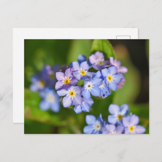 Bloemen Briefkaart (Voorkant / Achterkant)