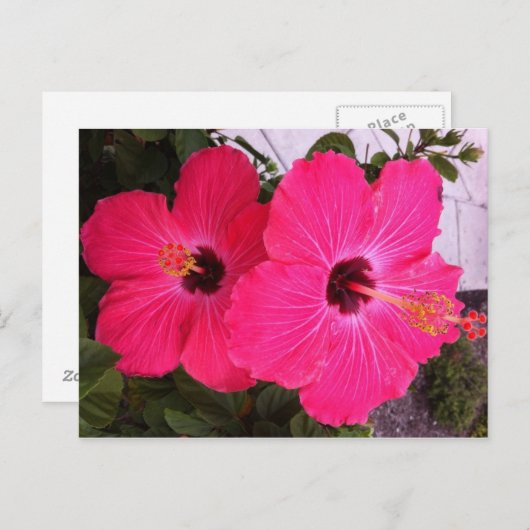 bloemen briefkaart (Voorkant / Achterkant)