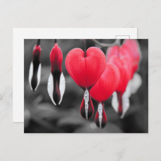 Bloemen Briefkaart (Voorkant / Achterkant)