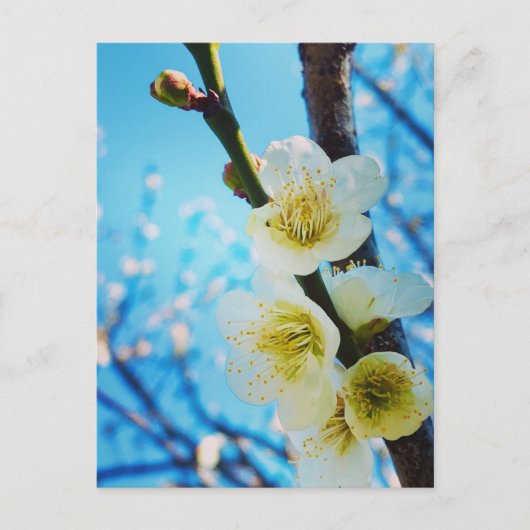 Bloemen Briefkaart (Voorkant)