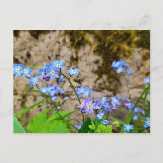 Bloemen Briefkaart (Voorkant)
