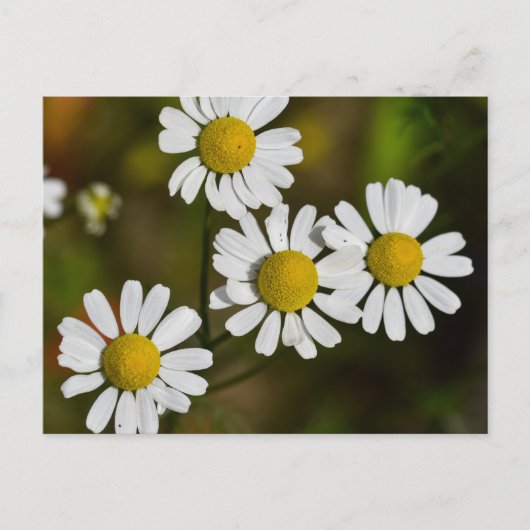 Bloemen Briefkaart (Voorkant)