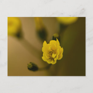 Bloemen Briefkaart