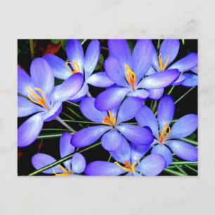 Bloemen Briefkaart