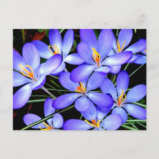 Bloemen Briefkaart (Voorkant)