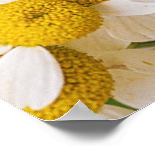 Bloemen | Bunch of Chamomiles Poster (Hoek)