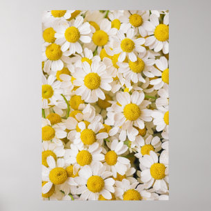Bloemen   Bunch of Chamomiles Poster