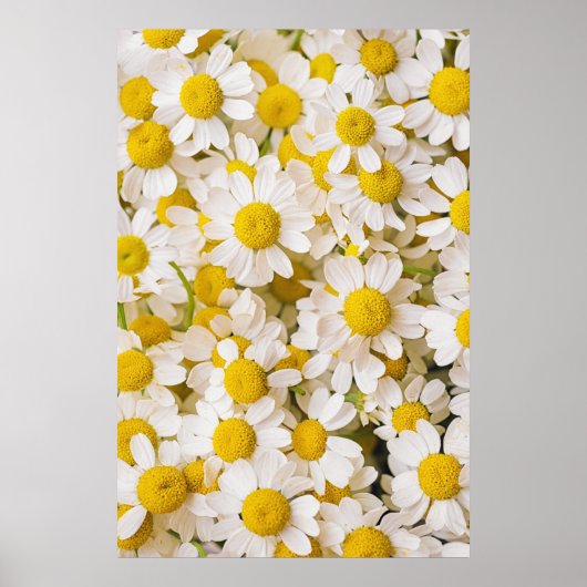 Bloemen | Bunch of Chamomiles Poster (Voorkant)