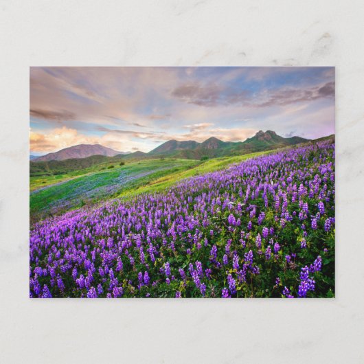 Bloemen | Californische wilde bloemen Briefkaart (Voorkant)