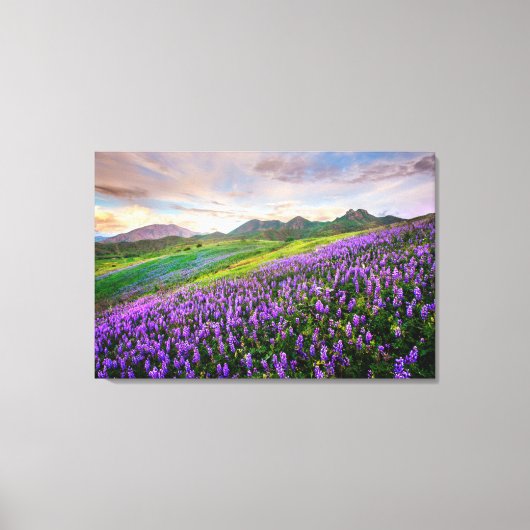 Bloemen | Californische wilde bloemen Canvas Afdruk (Voorkant)