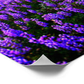 Bloemen | Californische wilde bloemen Poster (Hoek)