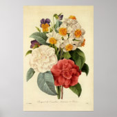  bloemen, Camellias en Narcissus, Redoute Poster (Voorkant)
