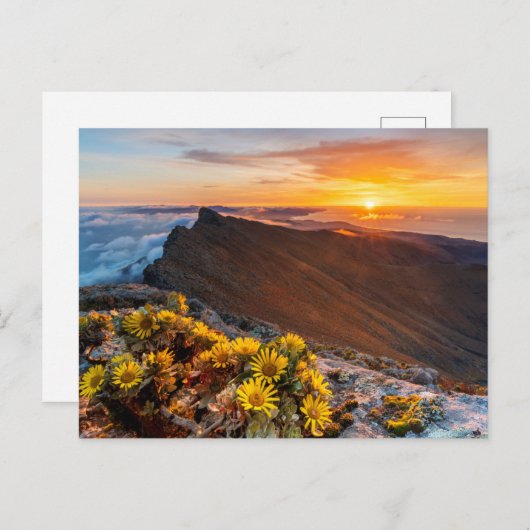 Bloemen | Canarische Eilanden, Spanje Briefkaart (Voorkant / Achterkant)