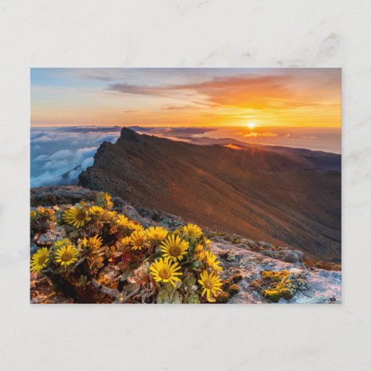 Bloemen | Canarische Eilanden, Spanje Briefkaart (Voorkant)