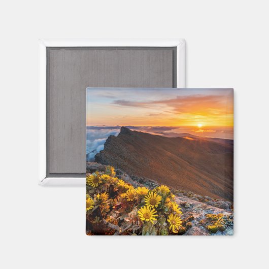 Bloemen | Canarische Eilanden, Spanje Magneet (Voorkant / Achterkant)