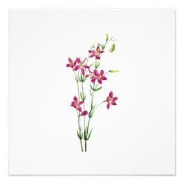 bloemen - Centaurium van Mary Vaux Walcott Foto Afdruk