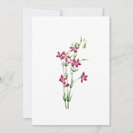 bloemen - Centaurium van Mary Vaux Walcott Kaart