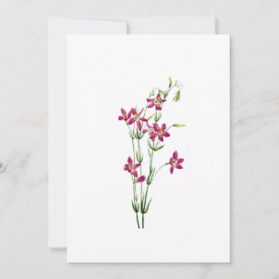 bloemen - Centaurium van Mary Vaux Walcott Kaart