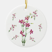  bloemen - Centaurium van Mary Vaux Walcott