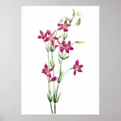bloemen - Centaurium van Mary Vaux Walcott Poster (Voorkant)