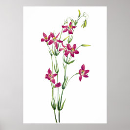  bloemen - Centaurium van Mary Vaux Walcott Poster